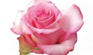 玫瑰粉色代表什么意思